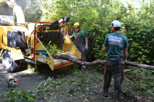 tree services Grand Terrace